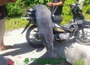 Nelayan Majene Temukan Ikan Marlin Raksasa Beratnya 250 Kg!