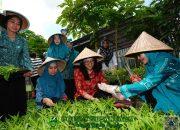 Lorong PKK Mangasa Disasar sebagai Pilot Ptoject Kampung PKK Binaan Provinsi Sulsel