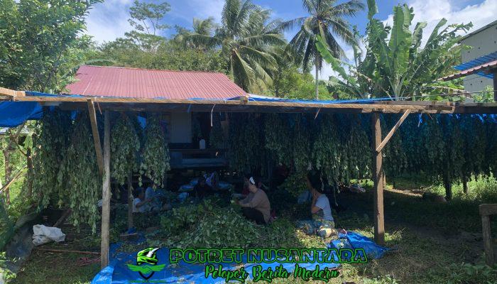 Panen Nilam Menghasilkan Jutaan Rupiah: Nenek Ica, Jadi Inspirasi Petani Nilam Dilimbeng