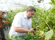 Munafri Panen Raya Cabai Rawit di Pesantren Gombara