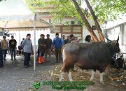 Wali Kota Appi Saksikan Langsung Penyembelihan Hewan Kurban di Balai Kota