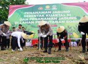 Kolaborasi Polri dan Masyarakat, Polda Sulbar Tanam Jagung untuk Ketahanan Pangan