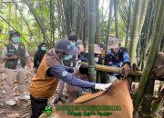 Kolaborasi Hebat! Pemerintah dan Mahasiswa Gelar Vaksinasi Massal 200 Ekor Sapi di Wilayah Pattiro Deceng