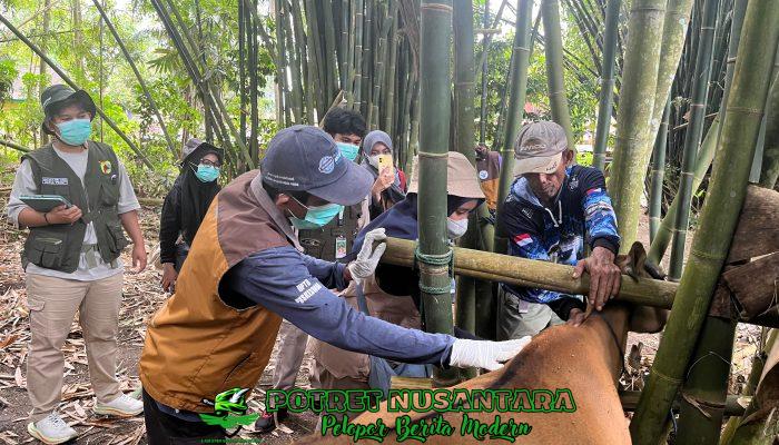 Kolaborasi Hebat! Pemerintah dan Mahasiswa Gelar Vaksinasi Massal 200 Ekor Sapi di Wilayah Pattiro Deceng