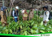 Dari Alu hingga Tinambung, Disbun Sulbar Pastikan Mutu Benih Kakao untuk Petani Polman