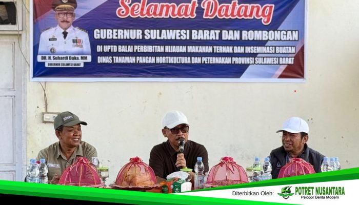 Suhardi Duka Cek Pengembangbiakan Kambing di Kalukku, Targetkan Sulbar Mandiri Bibit