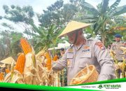 Kapolda Sulbar Hadiri Panen Raya Jagung Serentak, Dukung Swasembada Pangan 2025