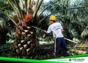 Harga TBS Sawit Sulbar September 2025 Naik Jadi Rp 3.192,05 per Kg, Petani Senyum Lebar