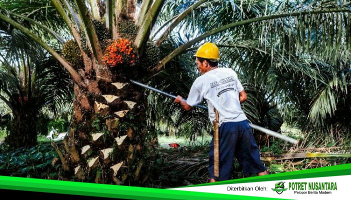 Harga TBS Sawit Sulbar September 2025 Naik Jadi Rp 3.192,05 per Kg, Petani Senyum Lebar