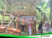 Dukung Ketahanan Pangan dan Atasi Stunting, Distapang Sulbar Salurkan 1.000 Ekor Ayam KUB ke KWT Pammase Mamuju