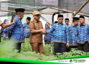 Cegah Inflasi, Gubernur Sulbar Tinjau Pembibitan Cabe dan Tomat di Kantor Ketapang