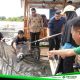 Wali Kota Makassar Munafri Ikut Panen Ikan di Keramba Warga Danau Tanjung Bunga