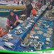 Surga Belanja Ikan Segar dan Wisata Laut yang Indah: Pelabuhan TPI Palopo Tempatnya