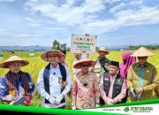 Dukung Program Presiden Prabowo, Baznas Gelar Panen Raya Padi Ramah Lingkungan di Polewali Mandar