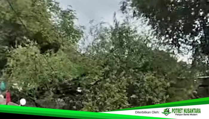 Pohon Tumbang di Poros Trans Sulawesi Palopo, Ibu Hamil dan Anak Sekolah Jadi Korban