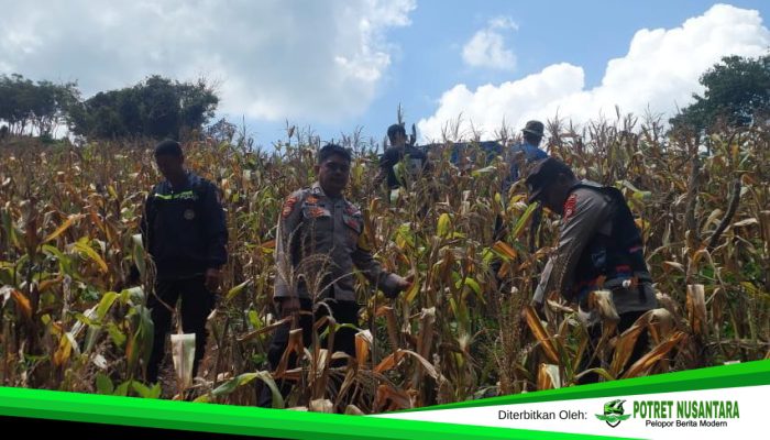 Panen Raya Jagung BUMDes Desa Jambuia, Wujud Peran Polri Untuk Ketahanan Pangan