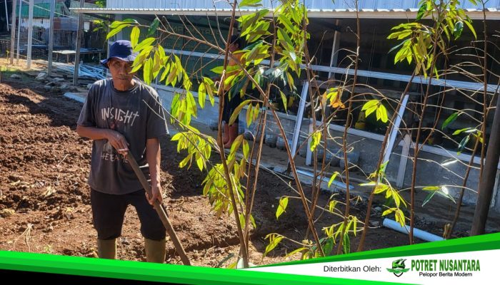 Kolaborasi Lapas dan Yayasan, Kebun Asimilasi Makassar Hadirkan Durian Premium