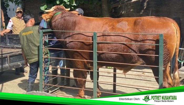 Dari 19 Kandidat, 9 Sapi Kurban Presiden 2026 Jalani Penimbangan di Polman