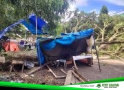 Pohon Tumbang di Sport Center Rusak Lapak UMKM dan Sepeda Motor