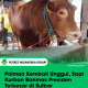 Polman Kembali Unggul, Sapi Kurban Banmas Presiden Terbesar di Sulbar