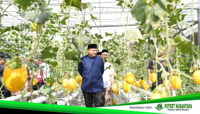Wali Kota Makassar Appi Panen Melon di Bukit Baruga