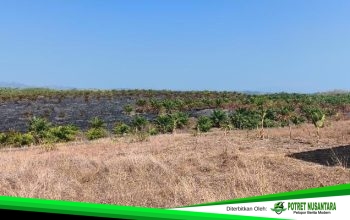 Dua Karhutla di Polman Lahap 42,88 Hektare, Satgas Wanti-wanti Ancaman Kemarau