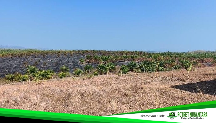 Dua Karhutla di Polman Lahap 42,88 Hektare, Satgas Wanti-wanti Ancaman Kemarau