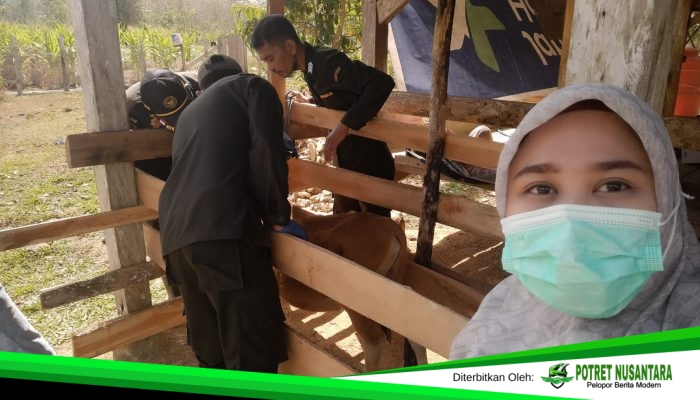 Perkuat Pengawasan Peternakan, Disnakkeswan Konsel dan Barantin Pantau Kesehatan Hewan di Wolasi
