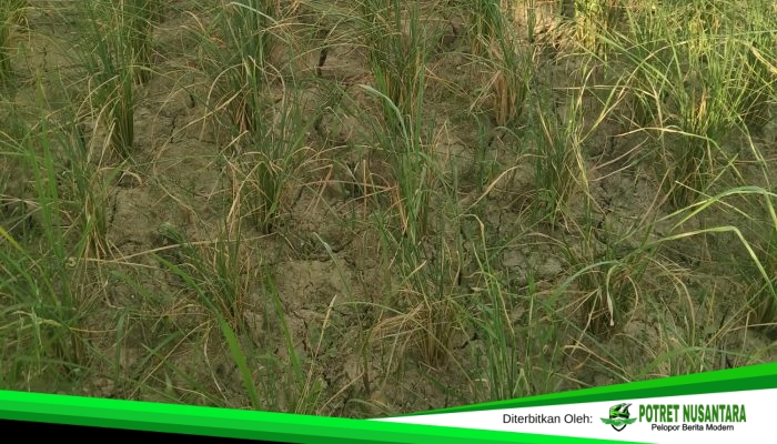 Sawah mengering Petani Menjerit